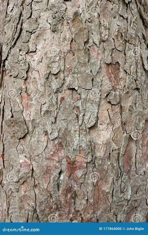 Horse chestnut tree bark stock photo. Image of trunk - 177864000