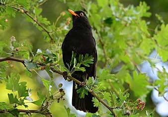 blackbird, male, hedge, perched, songbird, cctv sign, cctv | Pikist