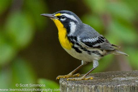 Two Subspecies of Yellow-throated Warbler | Focusing on Wildlife