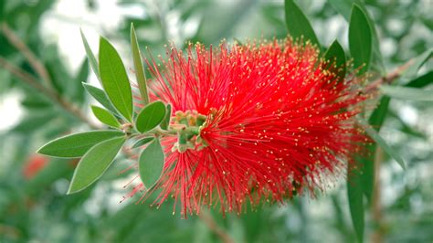 Bottle Brush Shrub Uk - Best Pictures and Decription Forwardset.Com