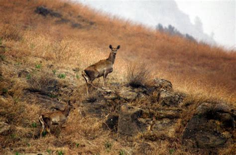 Kashmir Stag (Hangul) - Mammal, Red List of Endangered Species -RelivEarth