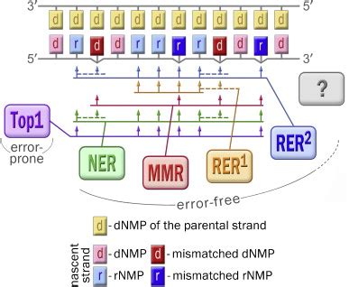 Pathways for keeping genomic DNA free from errant ribonucleotides: from... | Download Scientific ...