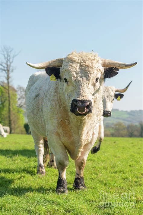 White Park Cattle Bull Photograph by Andy Davies/science Photo Library ...