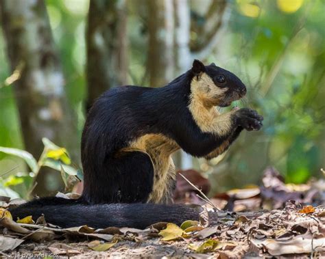 Black giant squirrel - Alchetron, The Free Social Encyclopedia