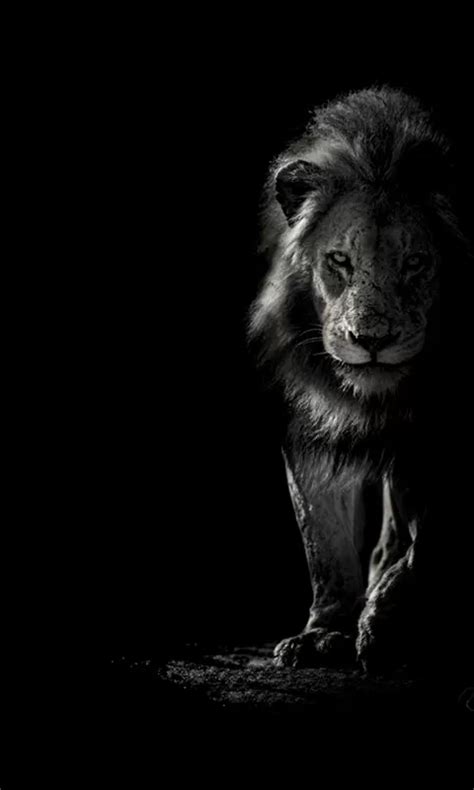 Los 10 MEJORES Fondos de Leones 【2021 】 | Fotografía animal, Leones ...