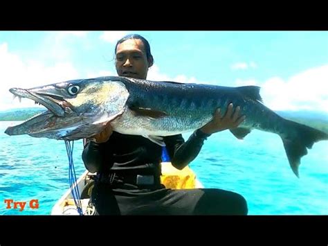 Spearfishing Giant Barracuda-Barakuda Raksasa - YouTube