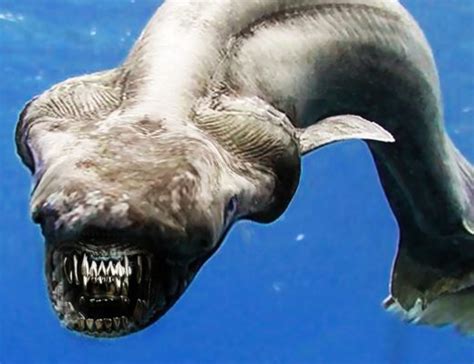 Terrifying pre-historic snake-headed shark with 300 teeth caught -VIDEO | AFP | Fourways Review