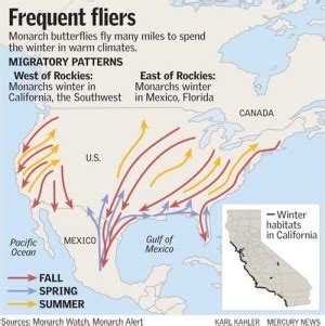 Monarch Butterfly : sfbaywildlife.info