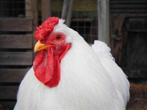 13 White Chicken Breeds (with Pictures) | Pet Keen