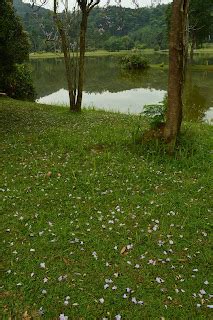 Musella: SPRING TIME AT KEPONG BOTANICAL GARDEN