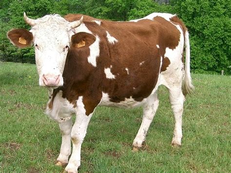 15 Famous Largest Cattle Breeds - Tail and Fur