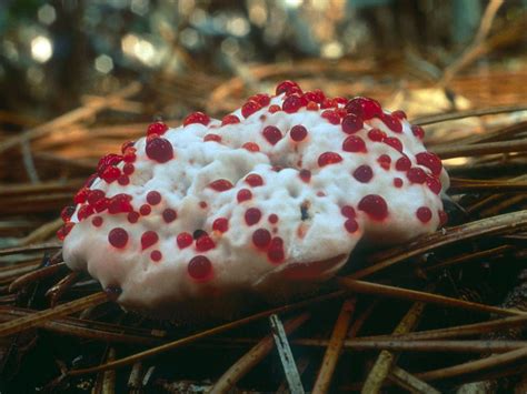 California Fungi: Hydnellum peckii