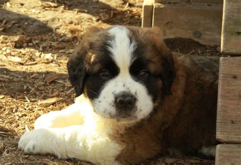 Miniature St Bernard Puppies Images | Perros