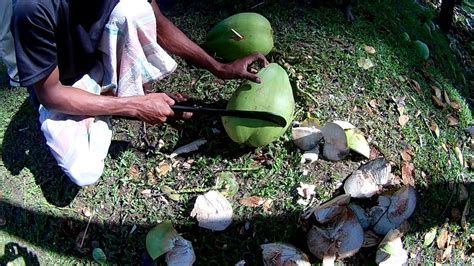 Coconut Cutting | Amazing Fast Green Coconut Cutting Skills | Green coconut cutting in village ...