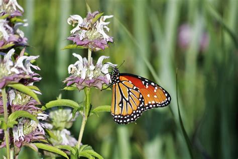 Queen Butterfly On Purple Wildflower Free Stock Photo - Public Domain Pictures