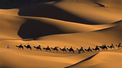 nature, Animals, Landscape, Camels, Morocco, Africa, Sand, Desert, Dune ...