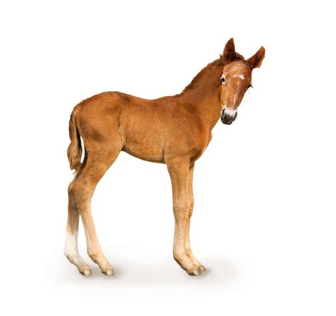 Foal definition and meaning | Collins English Dictionary