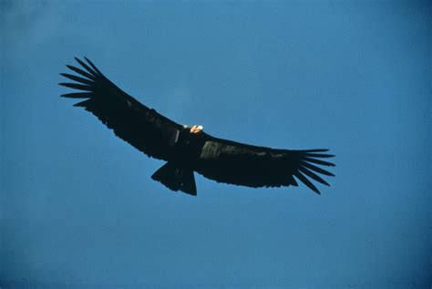 Idaho Nature Notes: California Condor