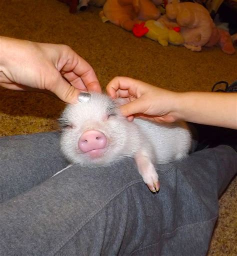 pic from AZ micro mini pigs facebook. some pigs like gettin' pet~ | Micro pigs, Cute baby pigs ...