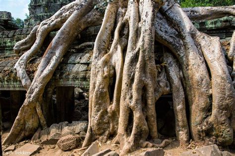 Exploring Ta Prohm, Cambodia: A Photojourney – Earth Trekkers