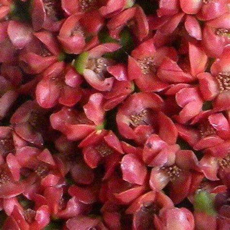 Tongan Flowers - Heilala Tongan Culture, Leis, Outdoor Oasis, Yard ...