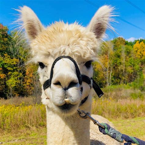 Celebrate On The Farm - Clover Brooke Farm — % Llama Alpaca Hikes near me