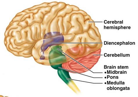 Cerebellum : Anatomy, Location & Function - Anatomy Info