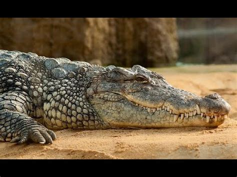 The Nile Crocodile - Predator Documentary - YouTube