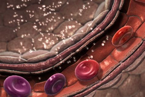 Blood Vessels Animation