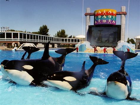 How A Former Orca Trainer Feels About SeaWorld's Big Killer Whale News ...