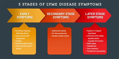 Different Stages Of Lyme Disease