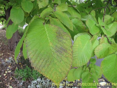 Elm Leaf Spot Alert in NSW