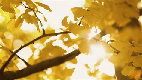 Ginkgo Leaf Ginkgo Tree Autumnal Flora Stock Footage Video (100% Royalty-free) 1100287269 ...