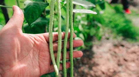 Cowpeas: How To Grow and Care for Black-Eyed Pea Plants • Air Gun Maniac