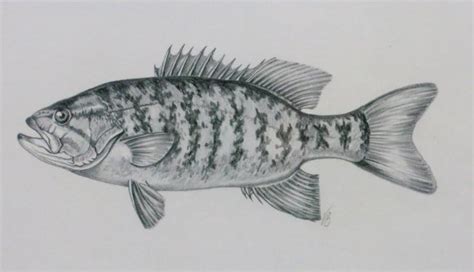 Pencil Drawing of Smallmouth Bass - Victoria Blanchard : Lot 230