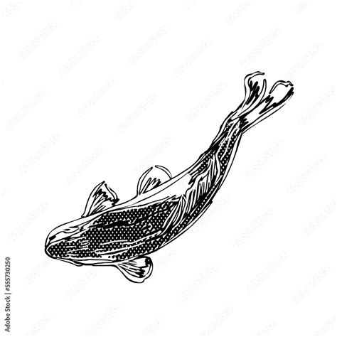 black and white drawing sketch of a koi fish with transparent background Stock Illustration ...