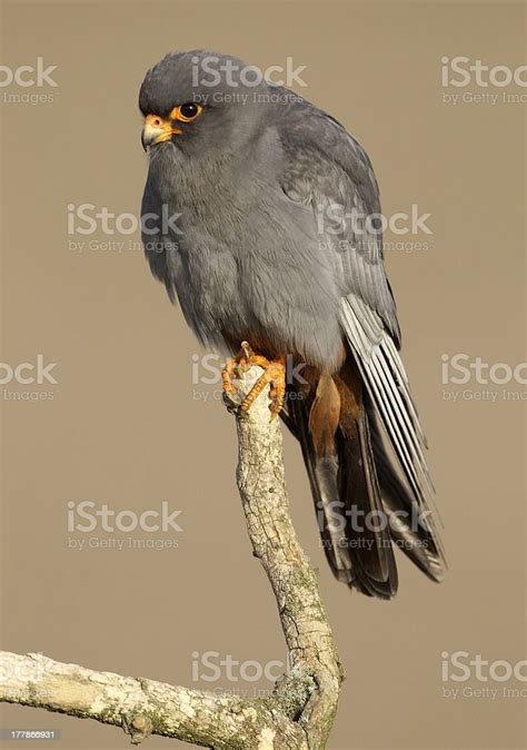 Red Footed Falcon Stock Photo - Download Image Now - Animal Wildlife ...