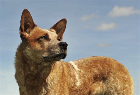 How to Train a Red Heeler | Cuteness