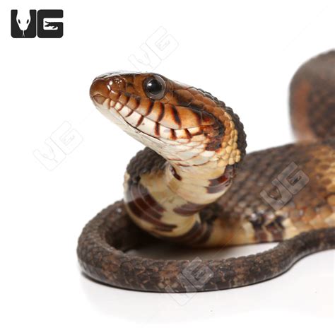 Yearling Broad Banded Water Snakes For Sale - Underground Reptiles