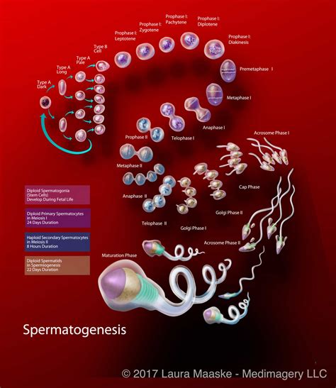 Spermatogenesis medical illustration - Medical Illustrations & Animations by Laura Maaske ...