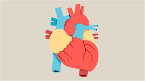 Animation: Anatomy of a Human Heart | Animated anatomy, Human heart, Medical illustration