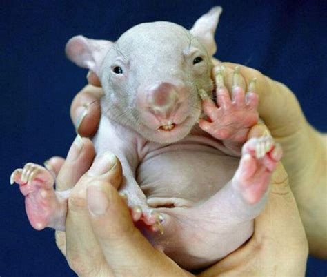 Ugly but Cute Baby Animals (55 pics) - Izismile.com