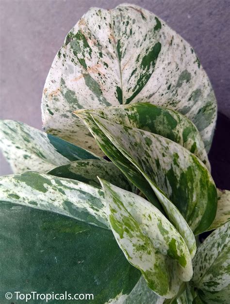 Epipremnum aureum, Epipremnum pinnatum var. Aureum, Scindapsus aureus, Pothos aureus, Pothos ...