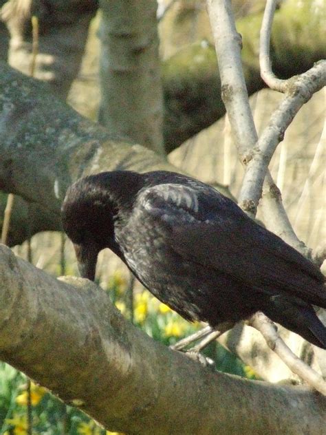 Carrion Crow | Corvus corone, of the family Corvidae. The al… | Flickr