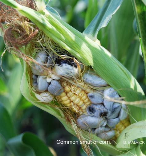 Common smut on corn | UMN Extension