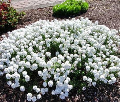 Candytuft Perennial Evergreen White Iberis Sempervirens Seeds | Ground cover plants, Perennials ...