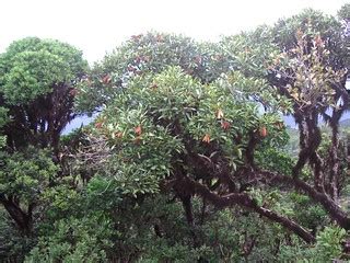 Flindersia oppositifolia Cloud Forest Simple Microphyll Vine Fern Thicket | Clouds, Forest, Plants