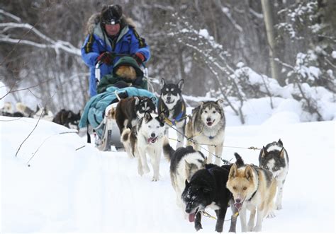 Greenmoxie on an Adventure with Sled Dogs in the Yukon