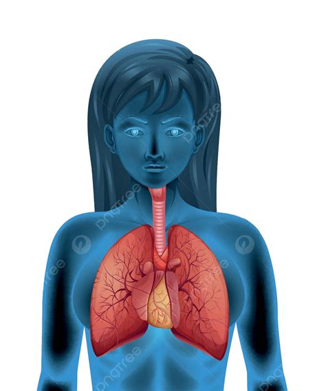 Human Respiratory System Pipe Air Lung Vector, Pipe, Air, Lung PNG and Vector with Transparent ...