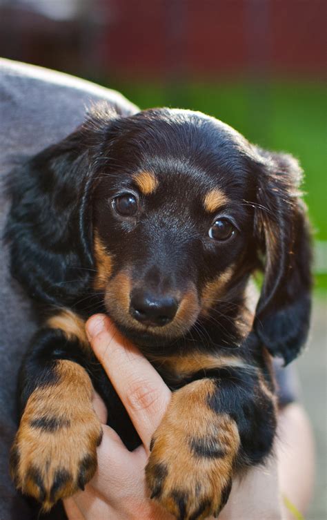 Cute Puppy Dogs: long haired dachshund puppy